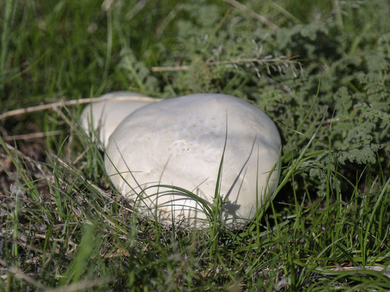 Сбор урожая грибов требует особенных знаний и подготовки