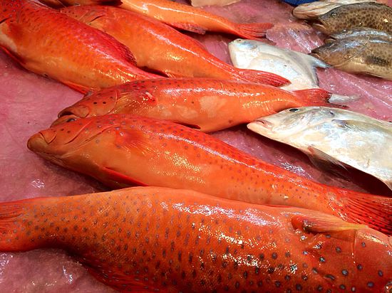 Казахстан экспортирует рыбы больше, чем выдают квот на ее улов